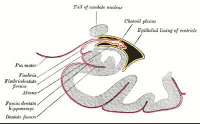 fimbriahippocampi.jpg