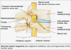 foramenlumbar.jpg
